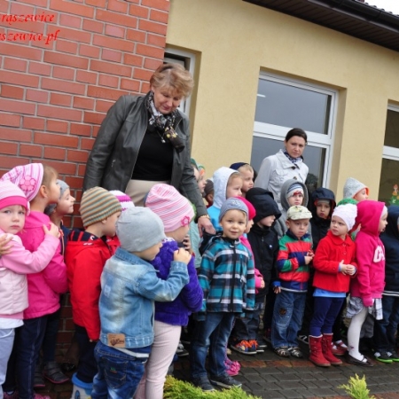 Wyświetl org. rozmiar