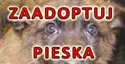 Zaadoptuj psa